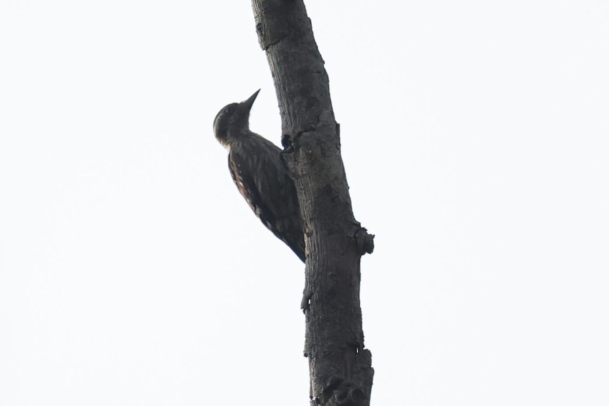 Brown-capped Pygmy Woodpecker - ML618545672