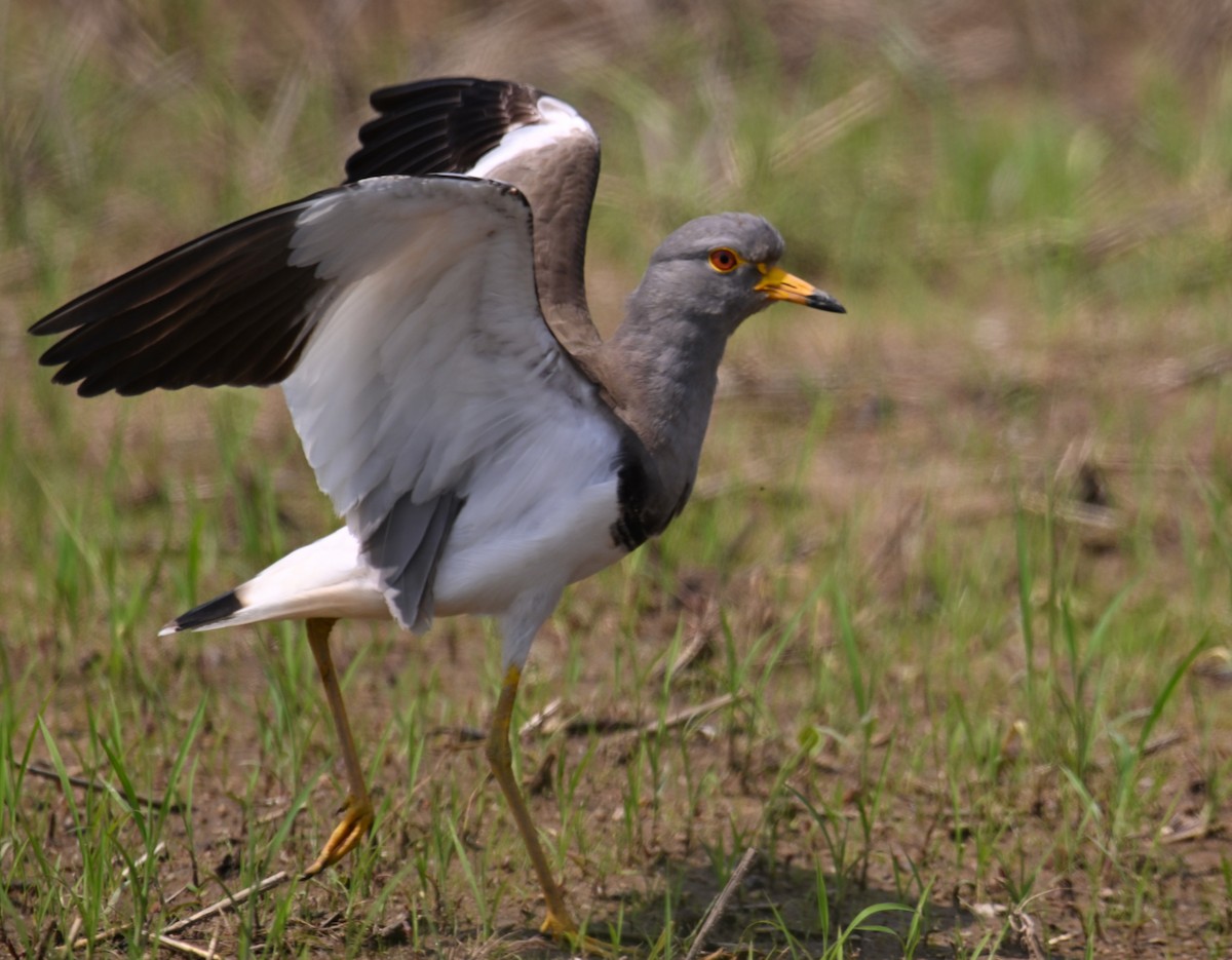 Gray-headed Lapwing - Ting-Wei (廷維) HUNG (洪)