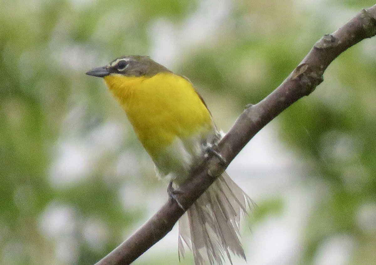 Yellow-breasted Chat - ML618545678