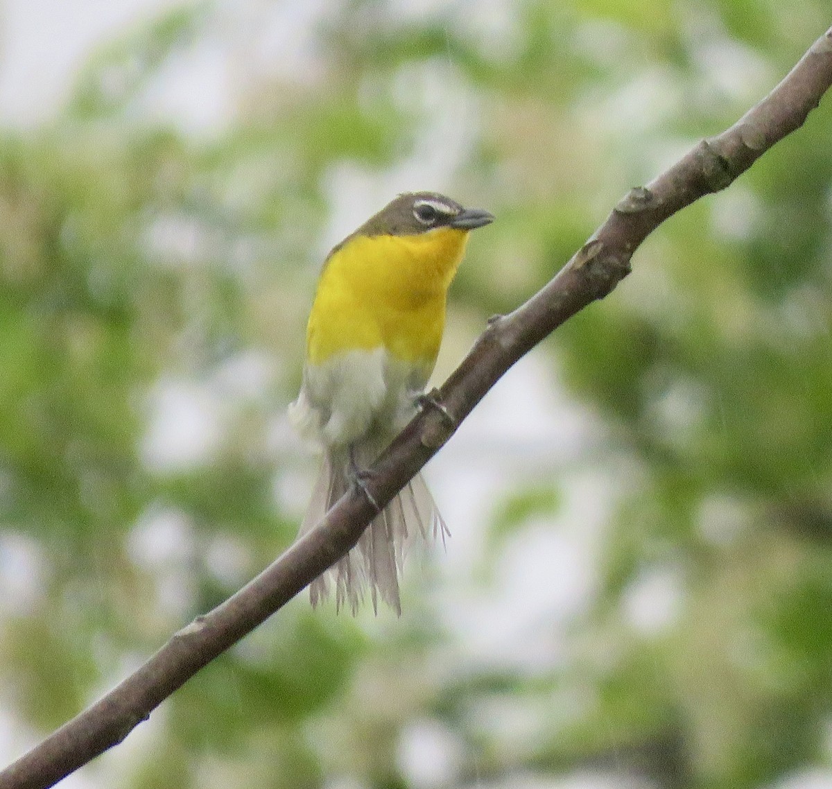 Yellow-breasted Chat - ML618545679