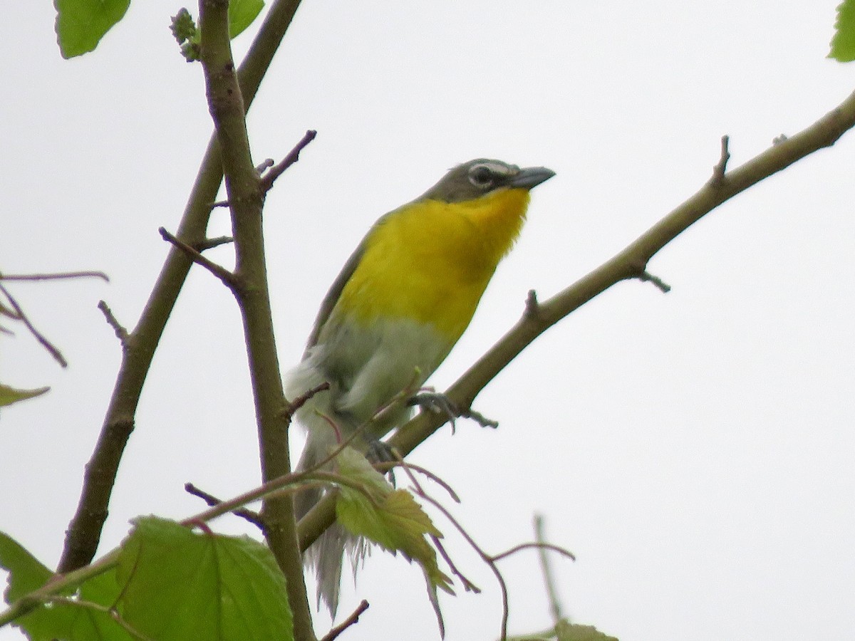 Yellow-breasted Chat - ML618545680