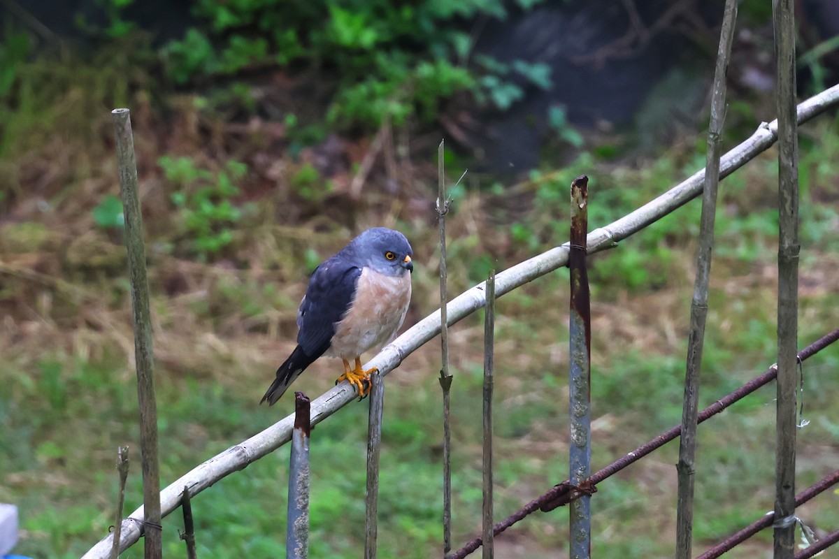 Chinese Sparrowhawk - ML618545681