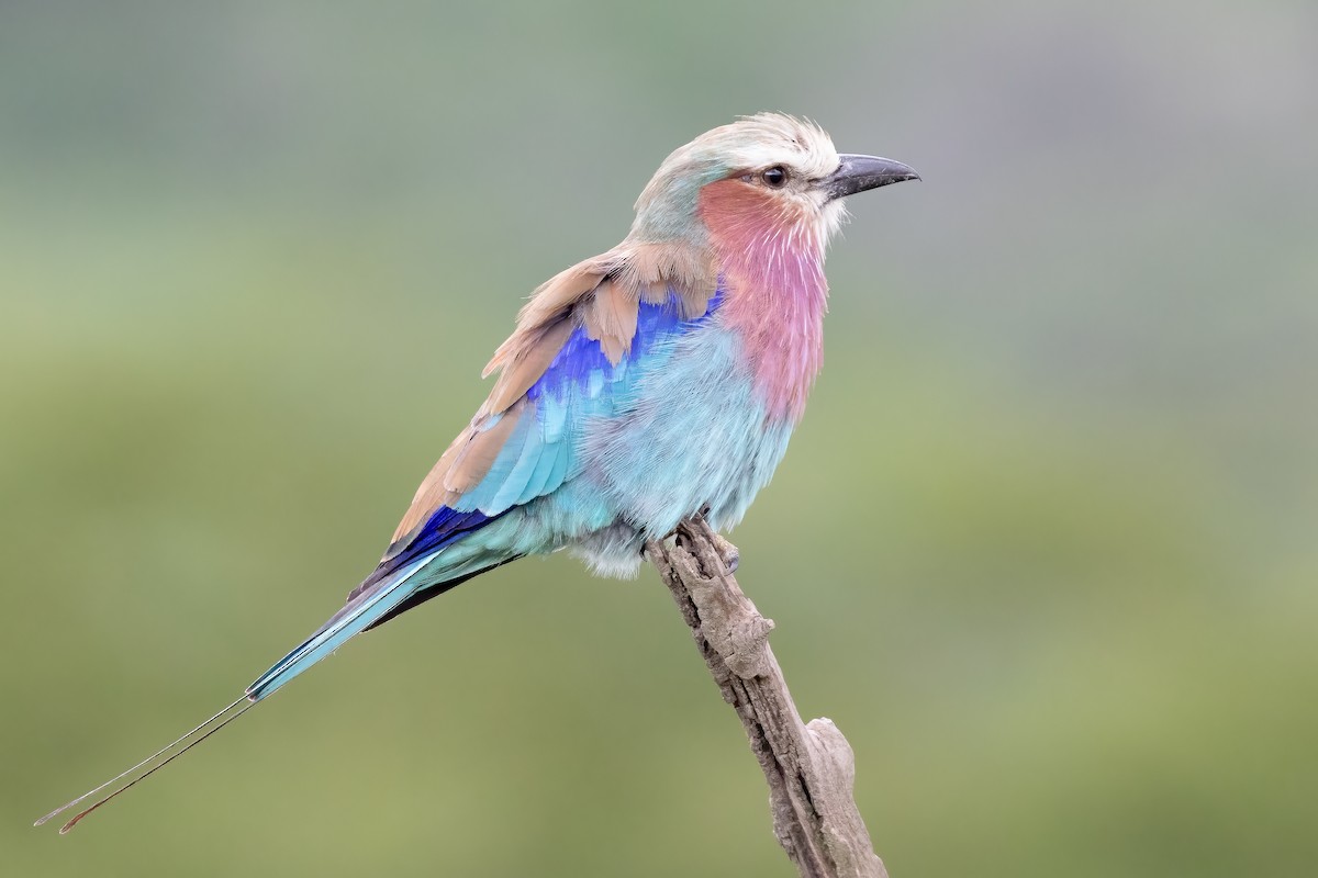 Lilac-breasted Roller - ML618545686