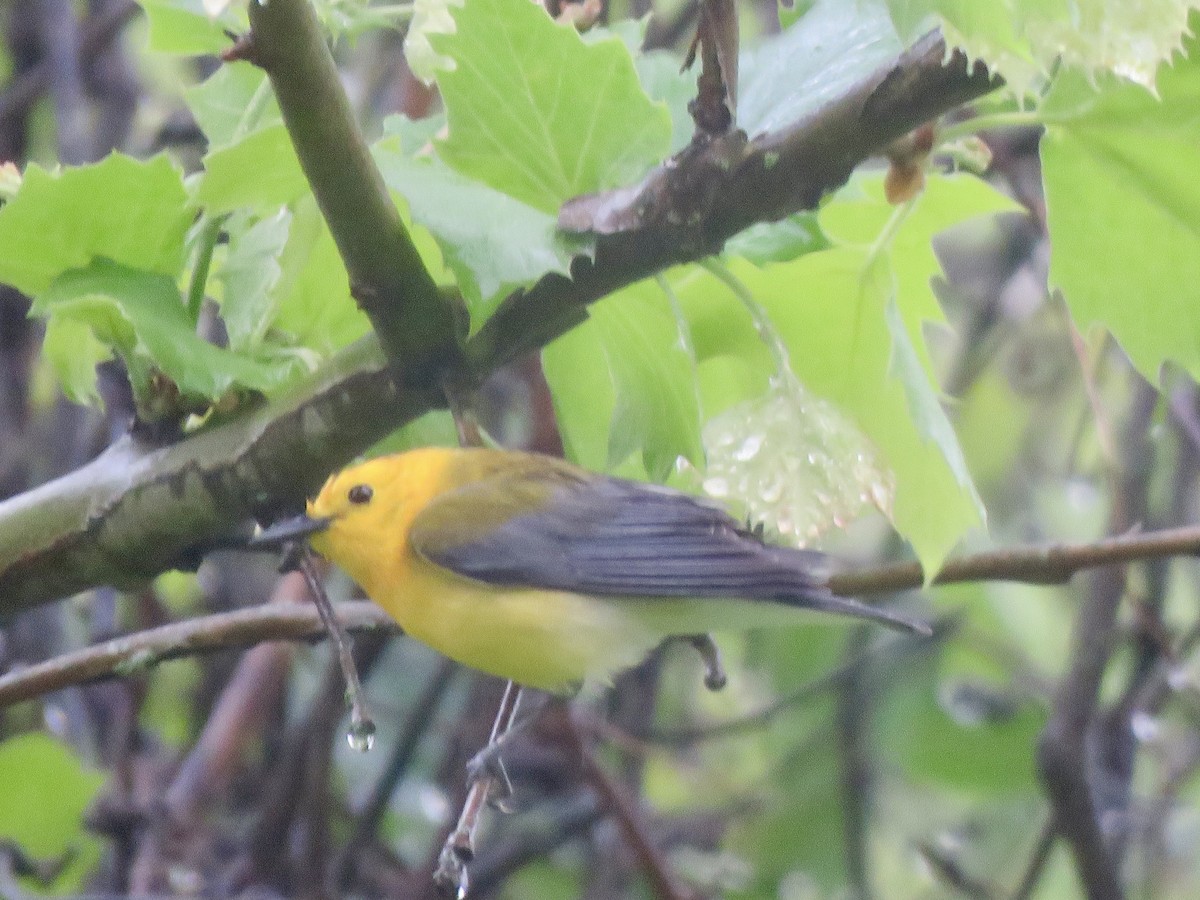 Prothonotary Warbler - George Poscover