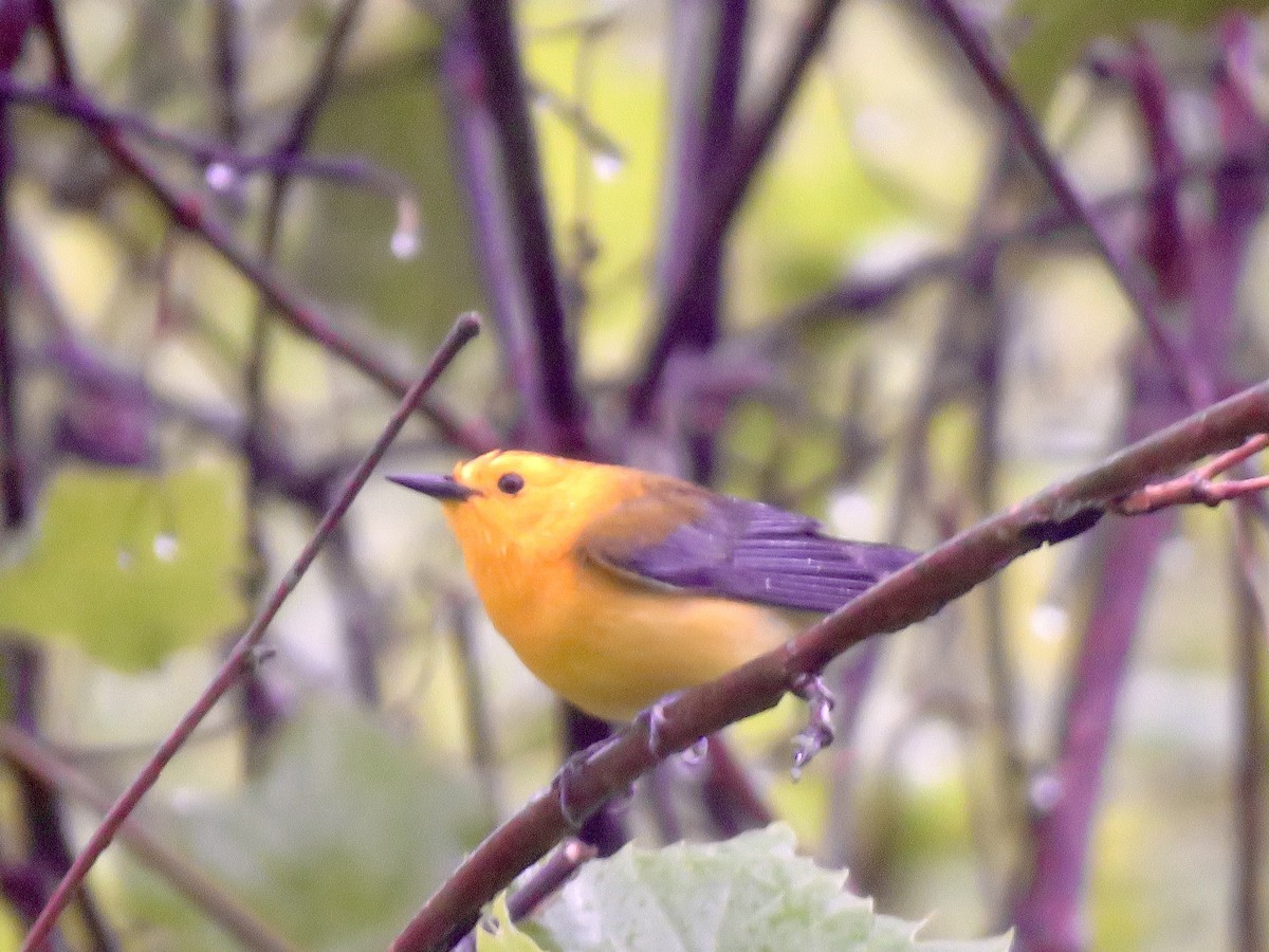 Prothonotary Warbler - ML618545709