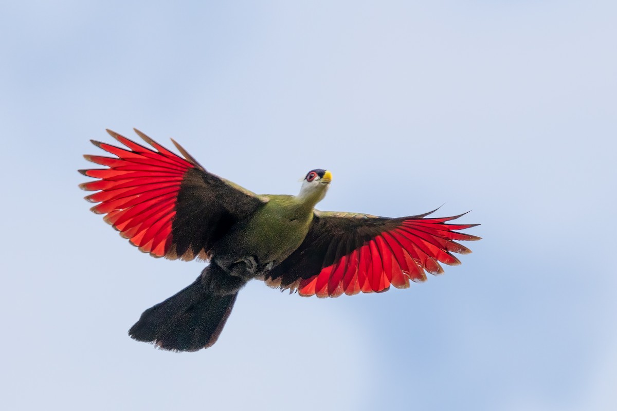 White-crested Turaco - ML618545727