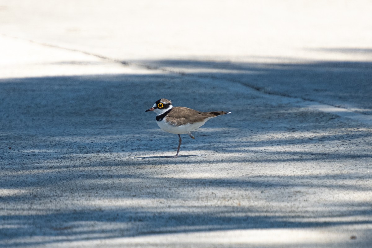 Little Ringed Plover - Russel Orodio