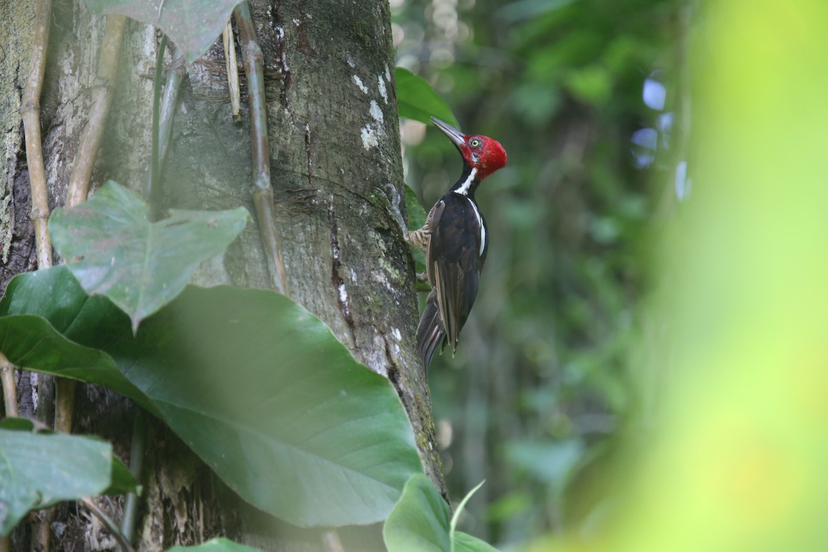 Guayaquil Woodpecker - ML618545777