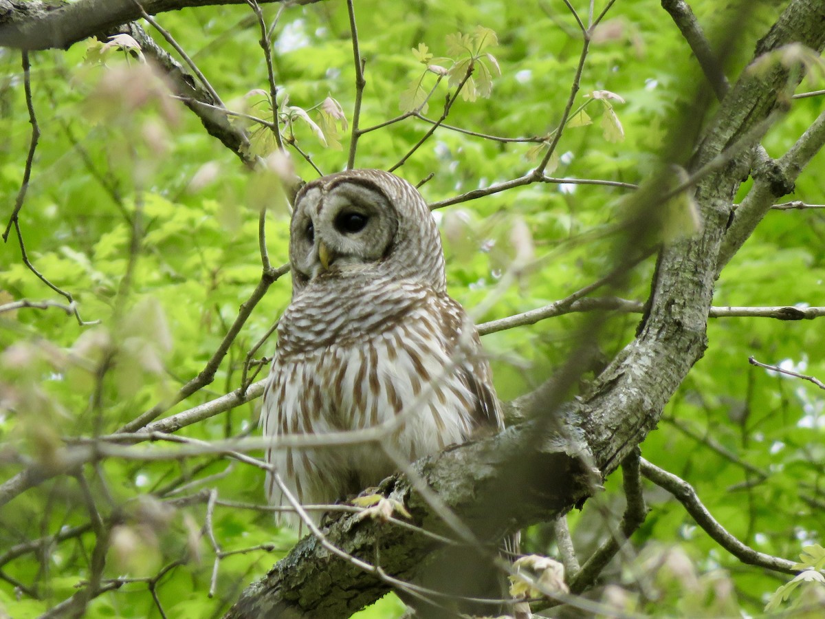 Barred Owl - George Poscover
