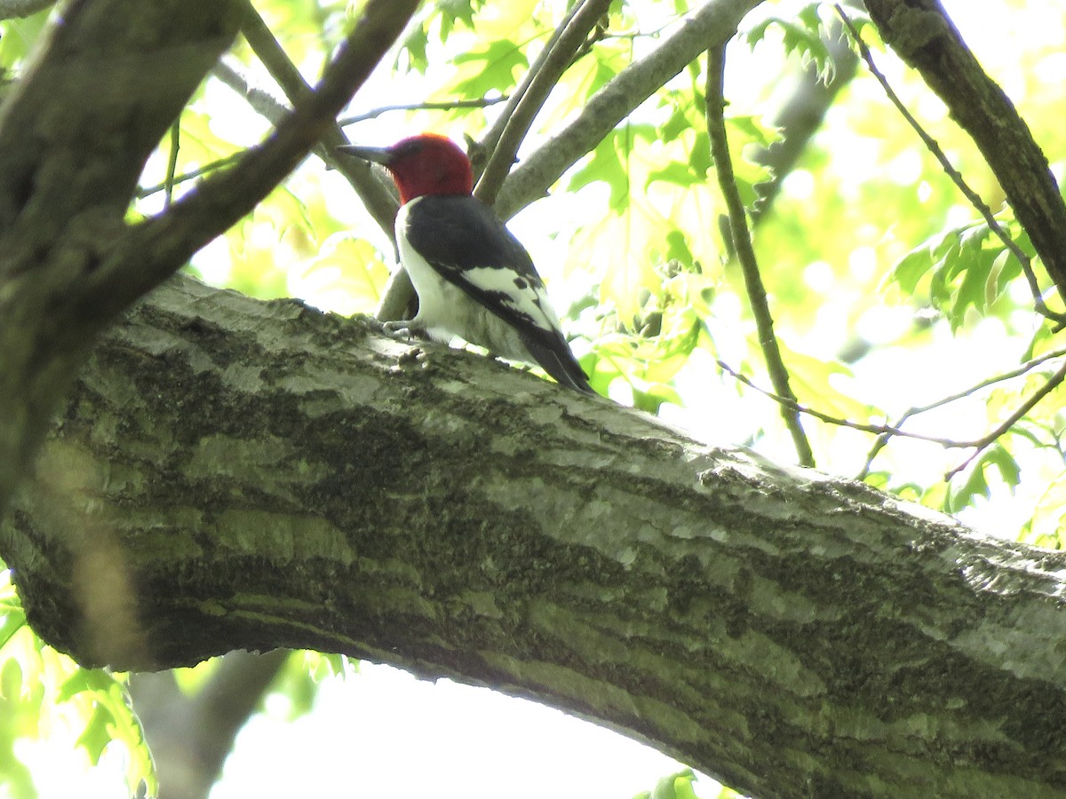 Red-headed Woodpecker - ML618545808