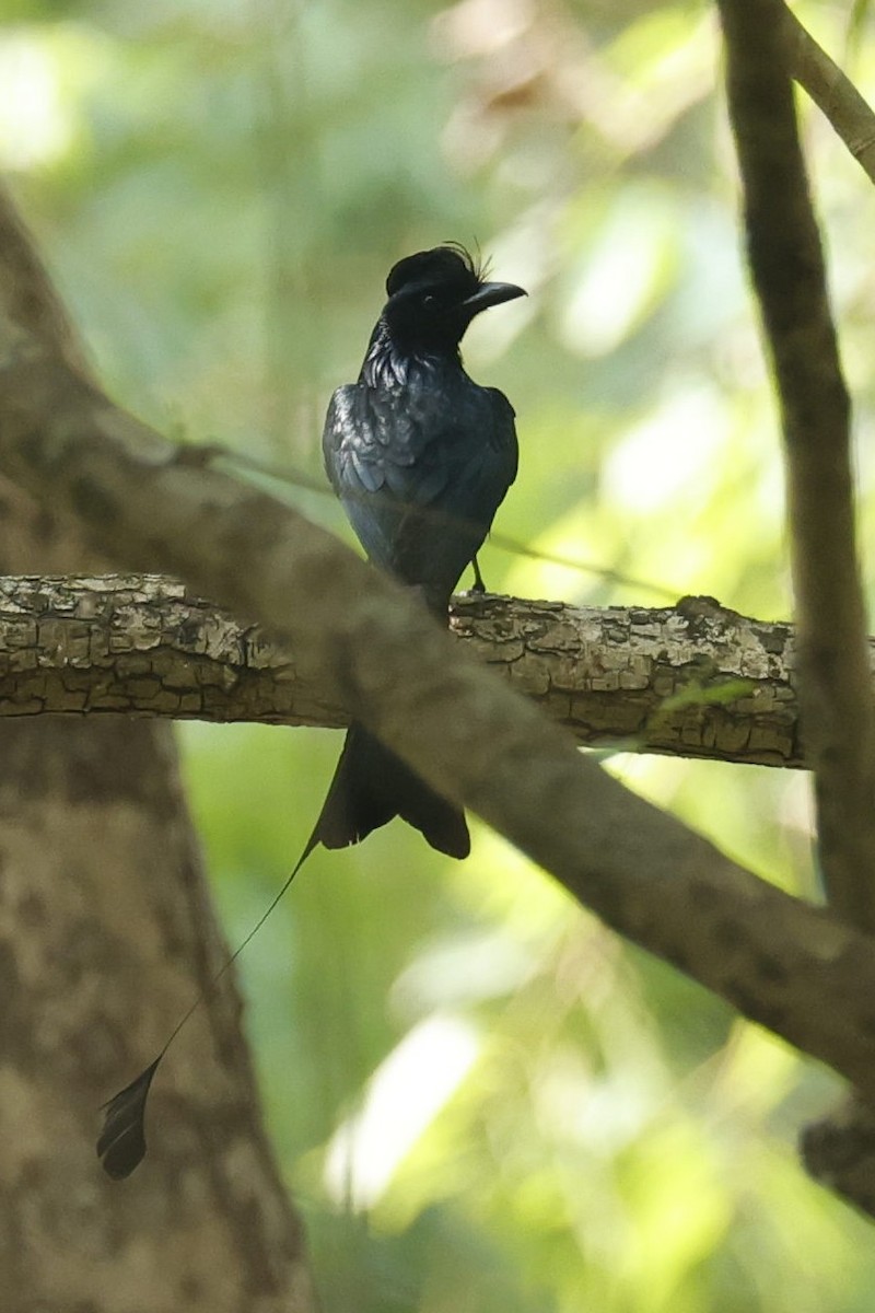 Greater Racket-tailed Drongo - ML618545851