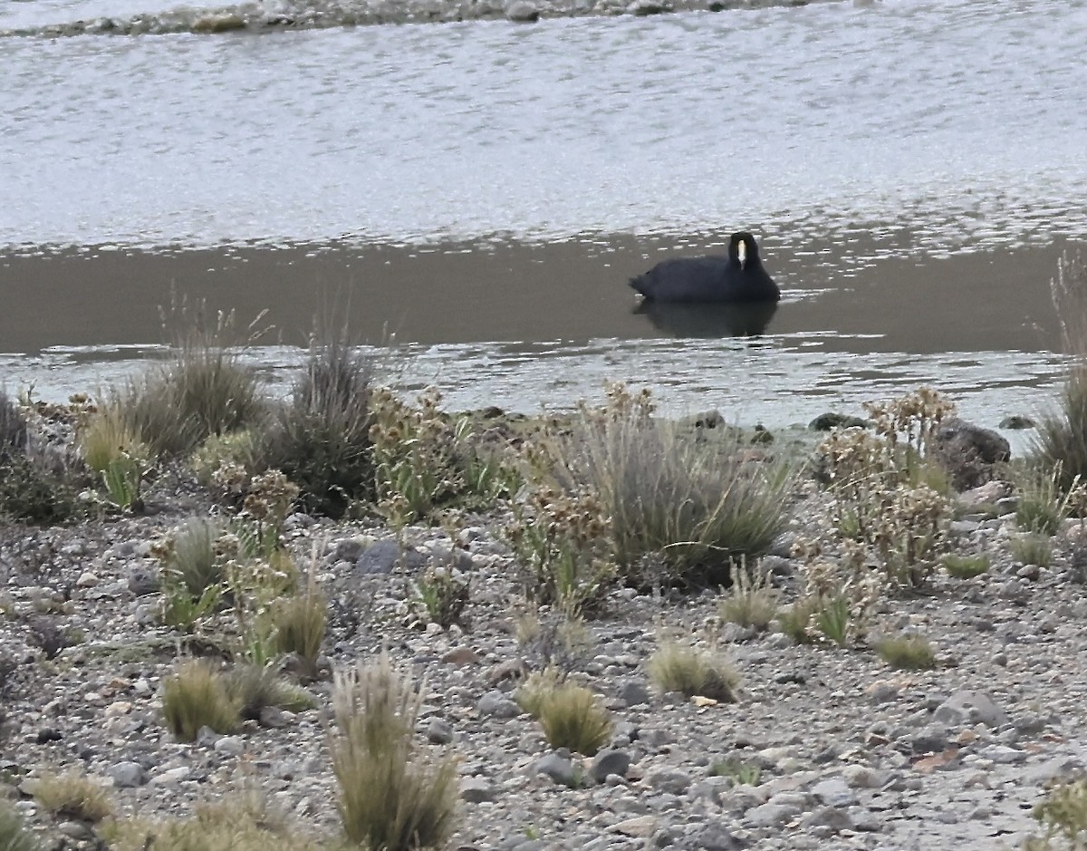 Giant Coot - ML618545854