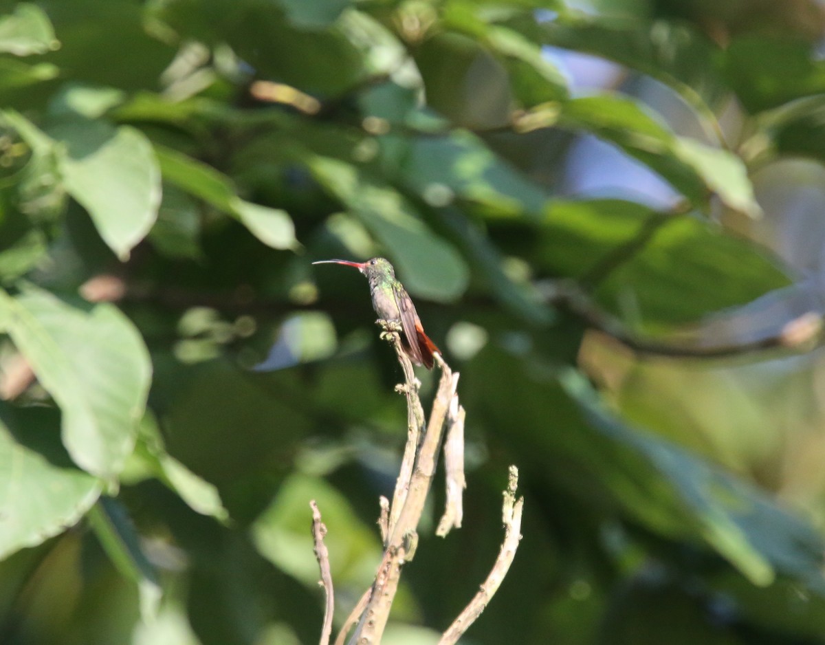 Rufous-tailed Hummingbird (Rufous-tailed) - ML618545855