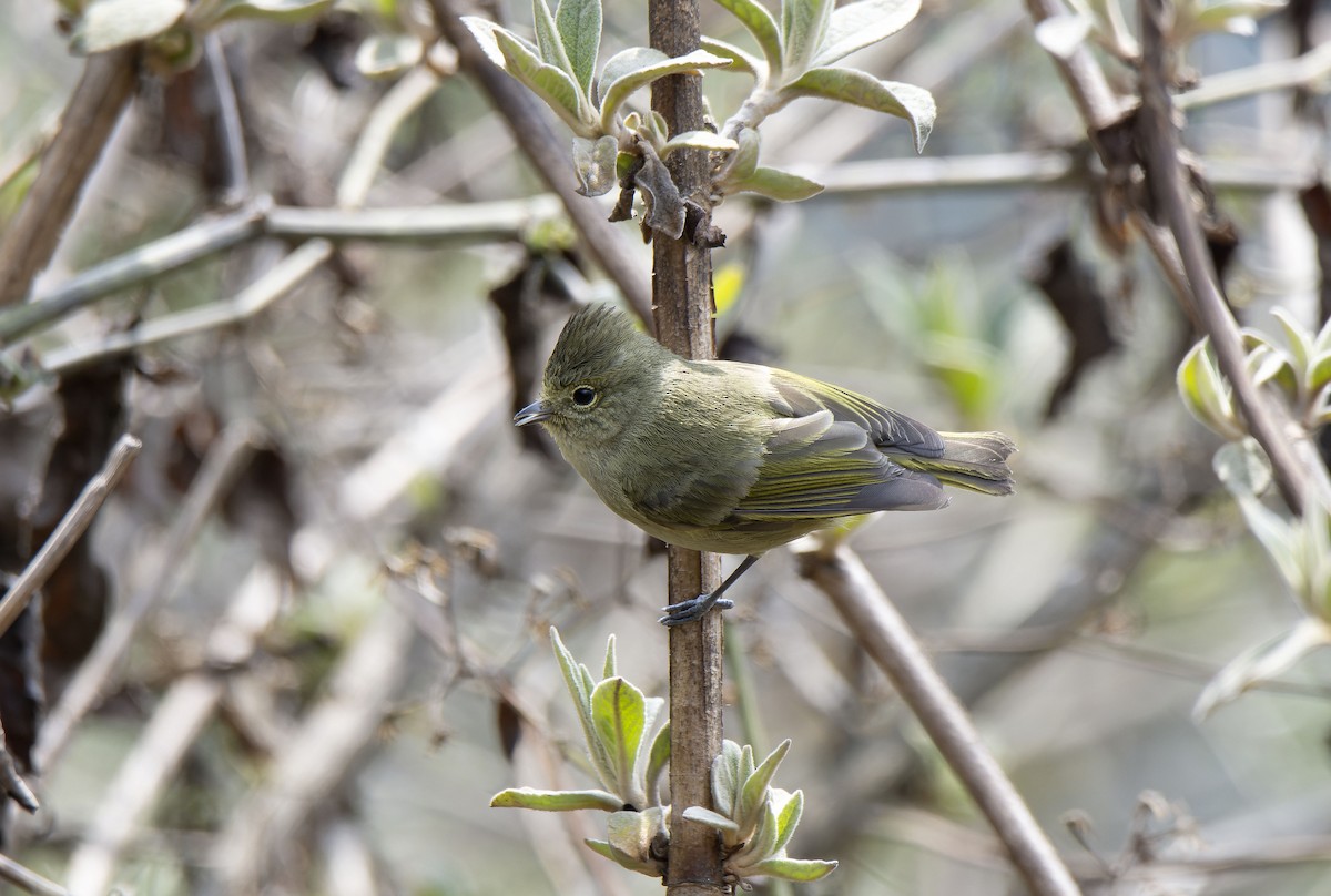Yellow-browed Tit - ML618545889