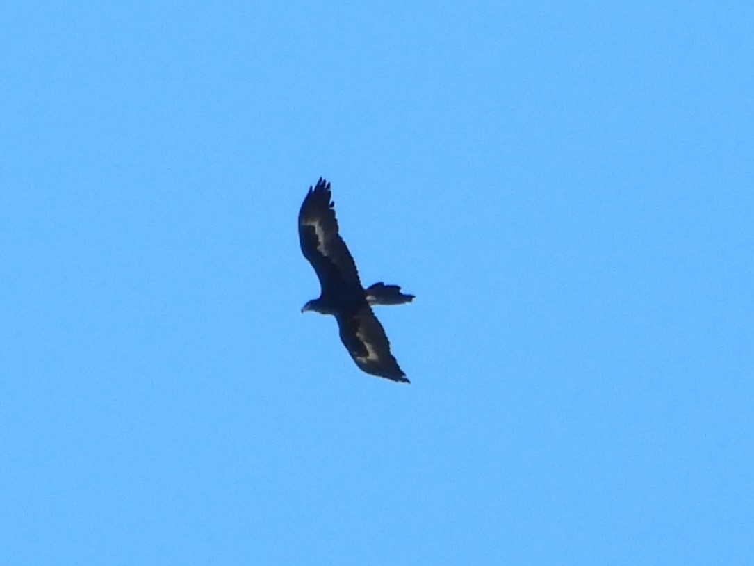Wedge-tailed Eagle - ML618545913