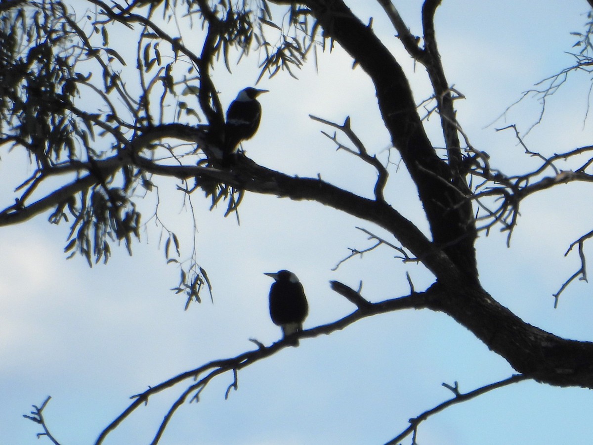 Australian Magpie (Black-backed) - ML618545929