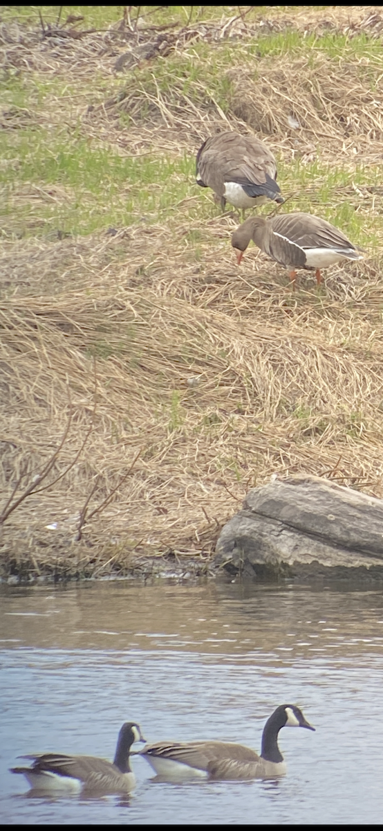Greater White-fronted Goose - ML618545937