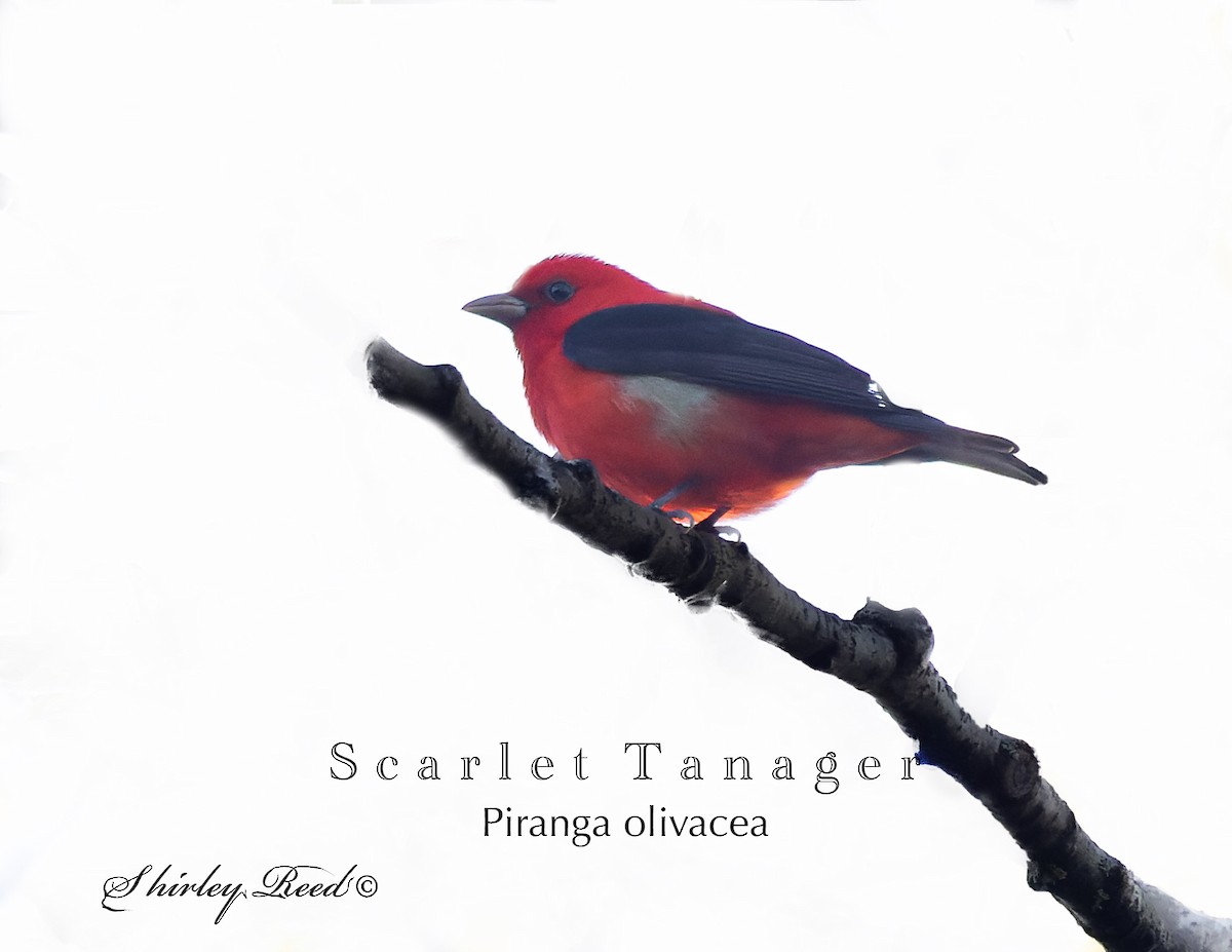 Scarlet Tanager - Shirley Reed