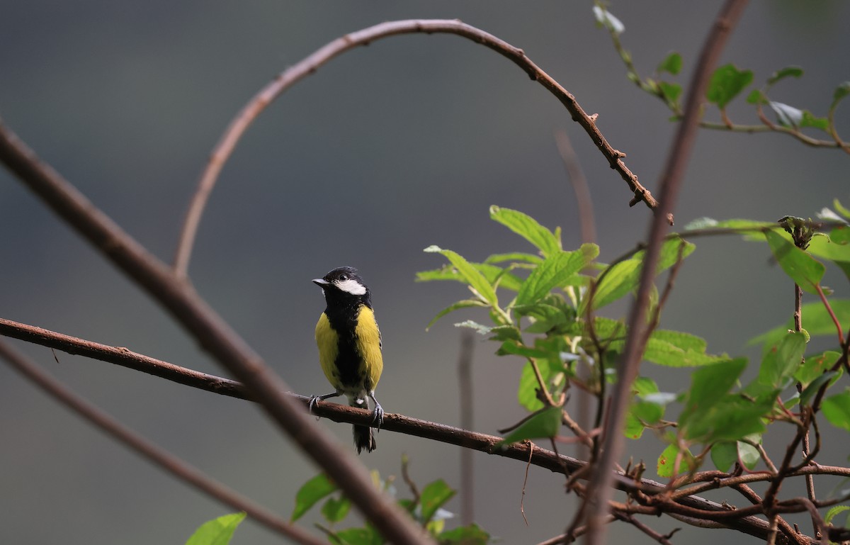 Green-backed Tit - ML618545951