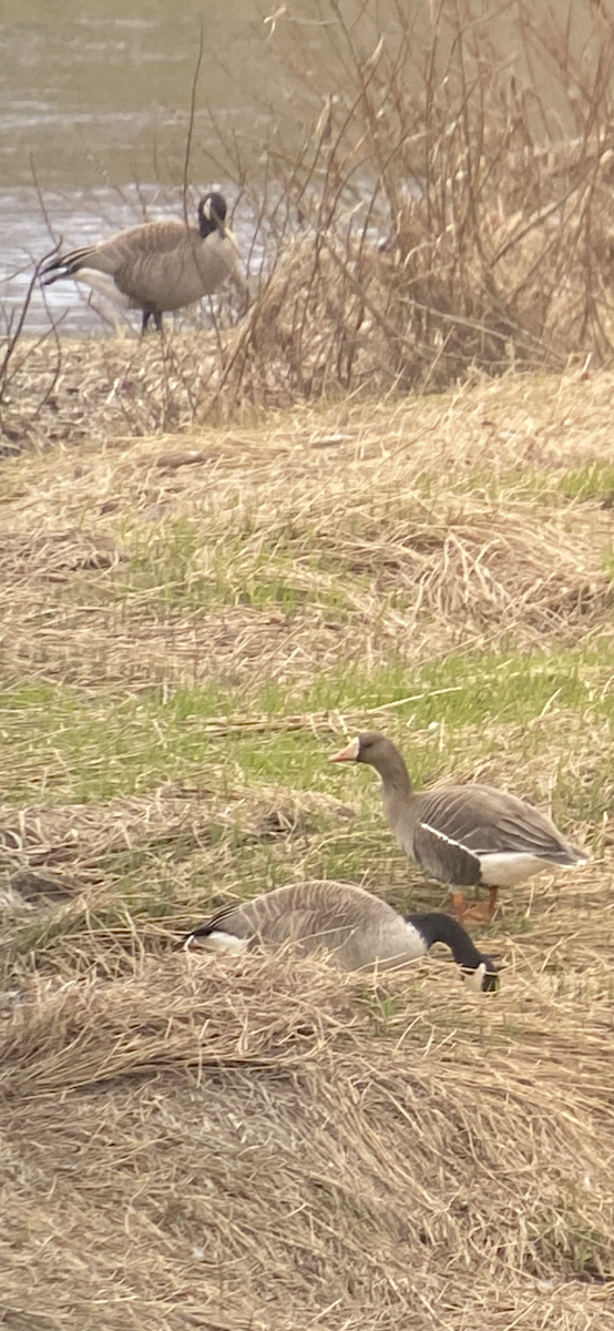 Greater White-fronted Goose - ML618545957