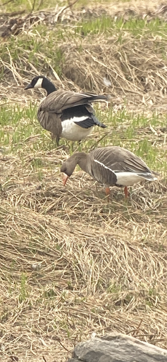 Greater White-fronted Goose - ML618545967