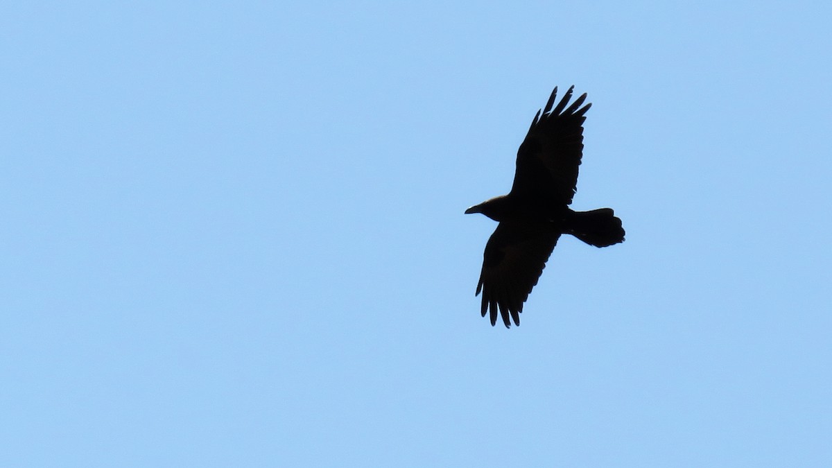 Brown-necked Raven - ML618546004