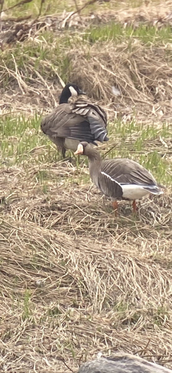 Greater White-fronted Goose - ML618546005
