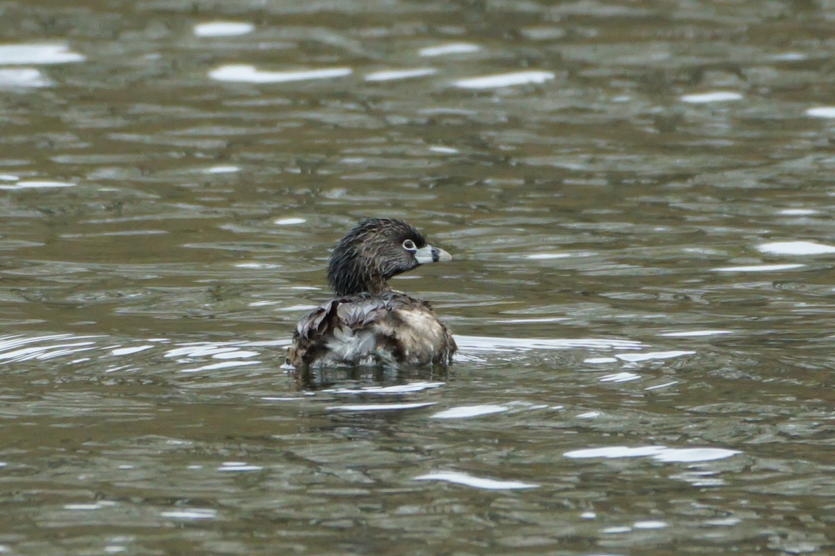 Pied-billed Grebe - Laura Sisitzky