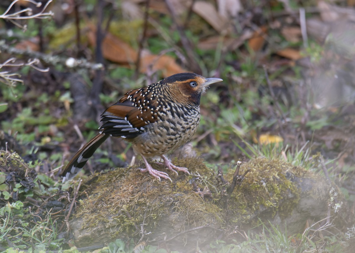 Spotted Laughingthrush - ML618546039