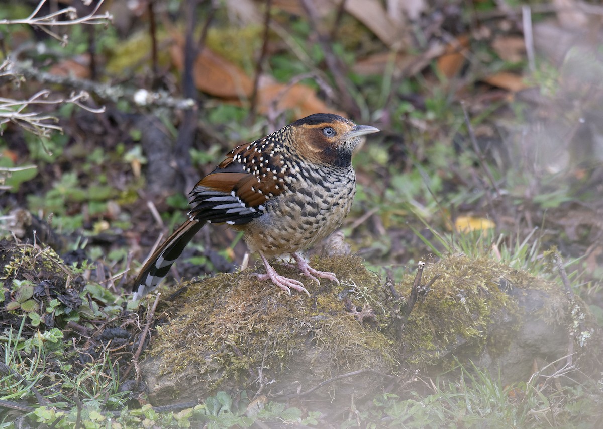 Spotted Laughingthrush - ML618546042