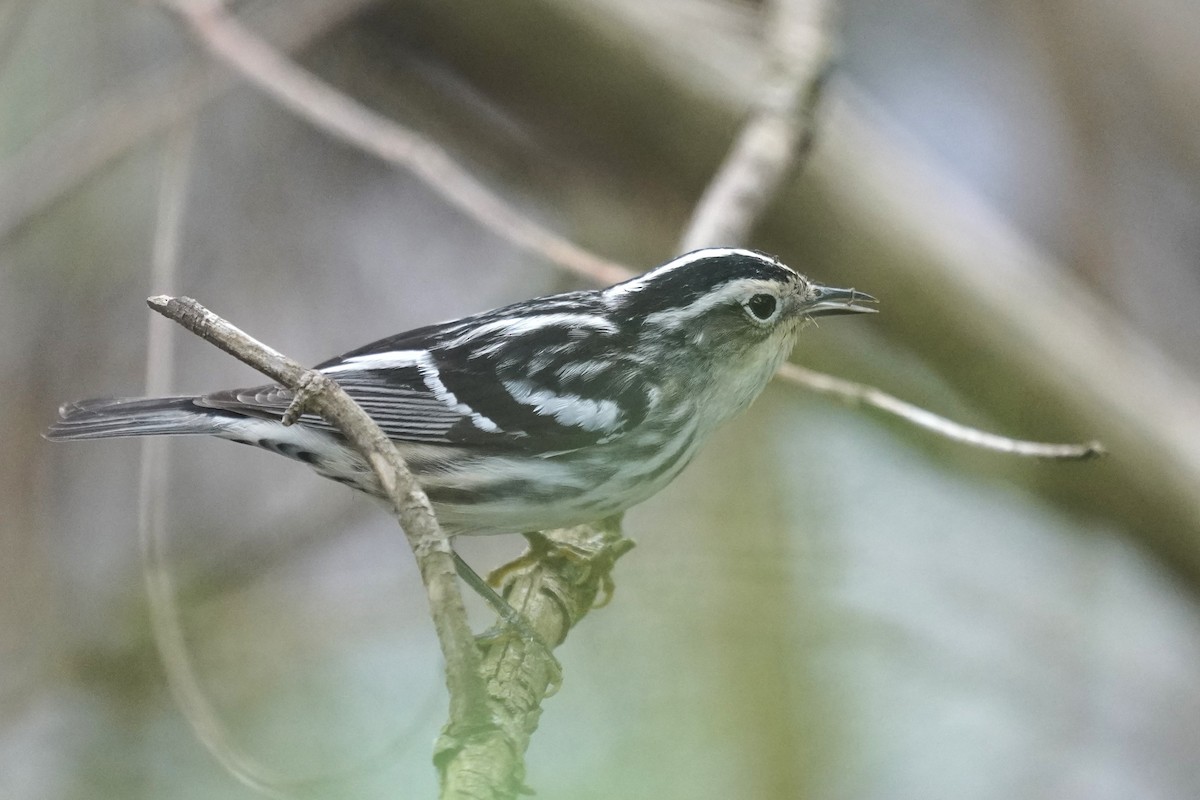 Black-and-white Warbler - ML618546050