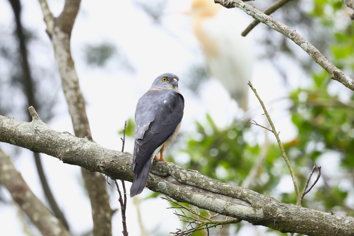 Chinese Sparrowhawk - ML618546059