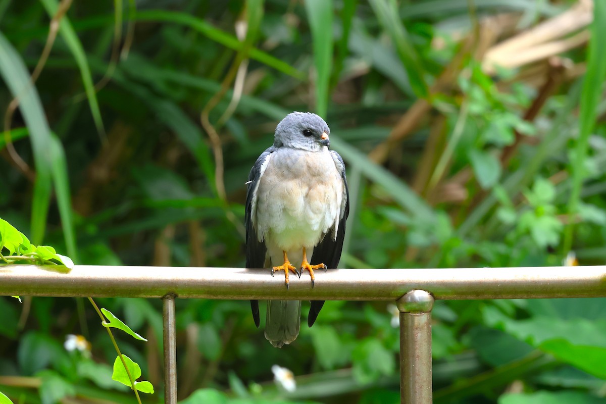 Chinese Sparrowhawk - ML618546061