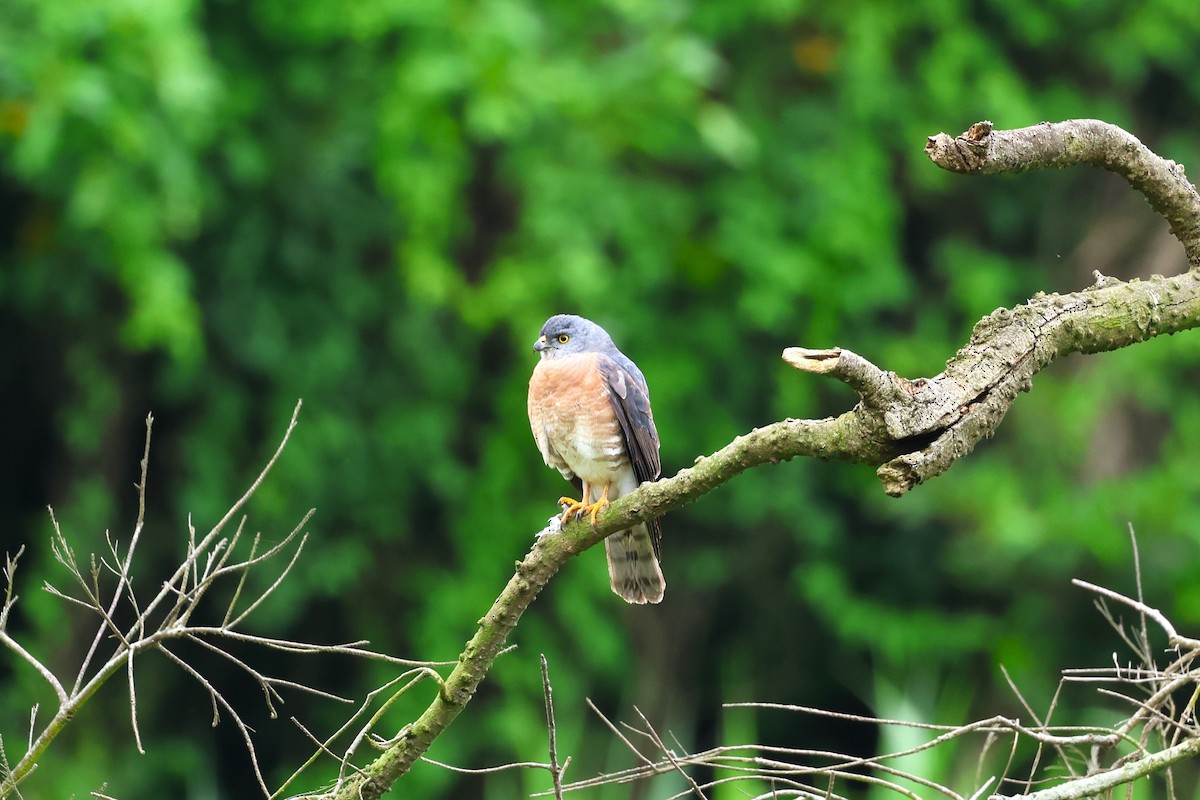 Chinese Sparrowhawk - ML618546086
