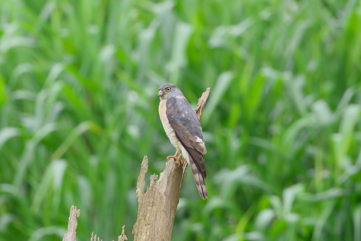 Chinese Sparrowhawk - 志民 蘇