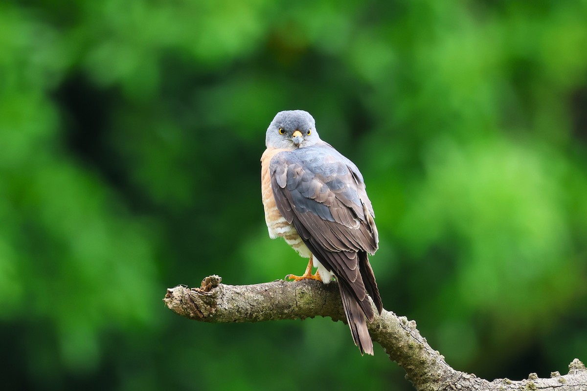 Chinese Sparrowhawk - ML618546089