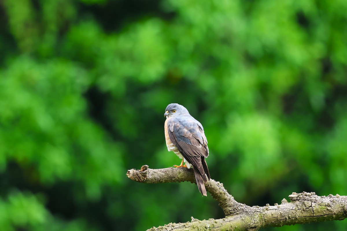 Chinese Sparrowhawk - ML618546090
