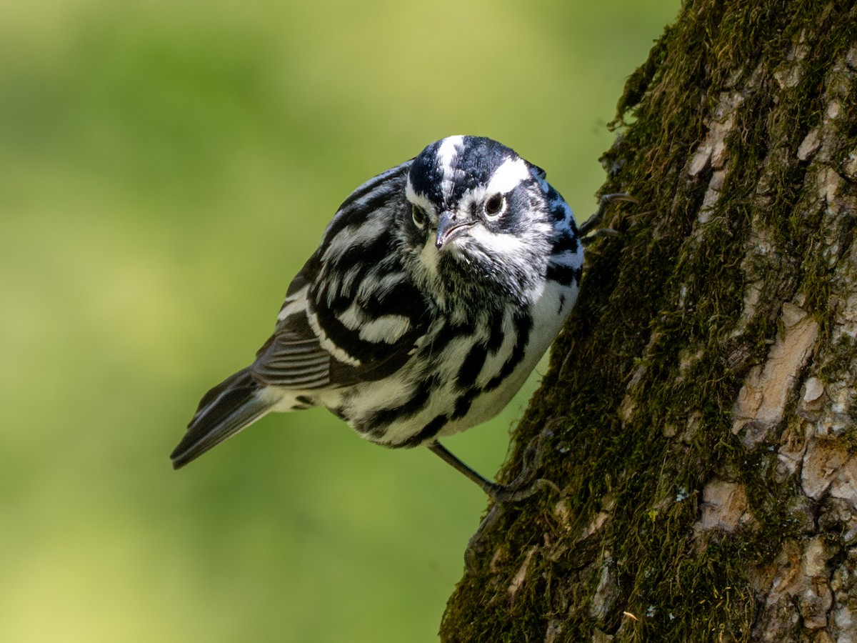 Black-and-white Warbler - ML618546092