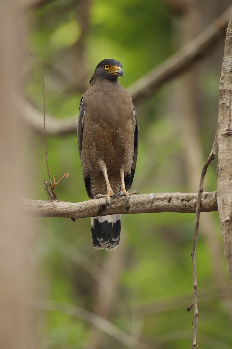 Crested Serpent-Eagle - ML618546136