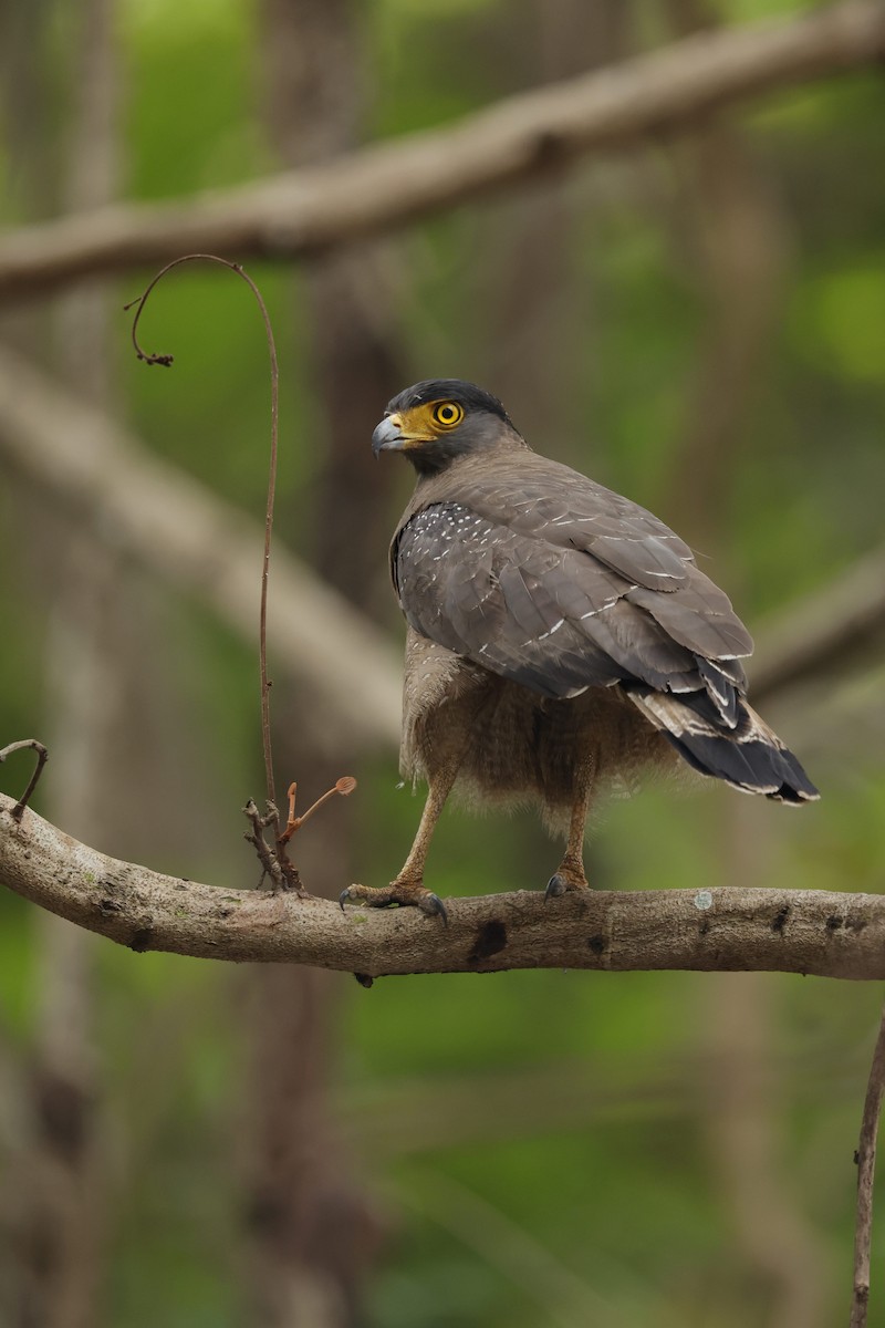 Crested Serpent-Eagle - ML618546137