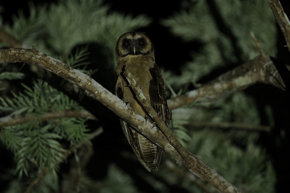 Brown Wood-Owl - ML618546158