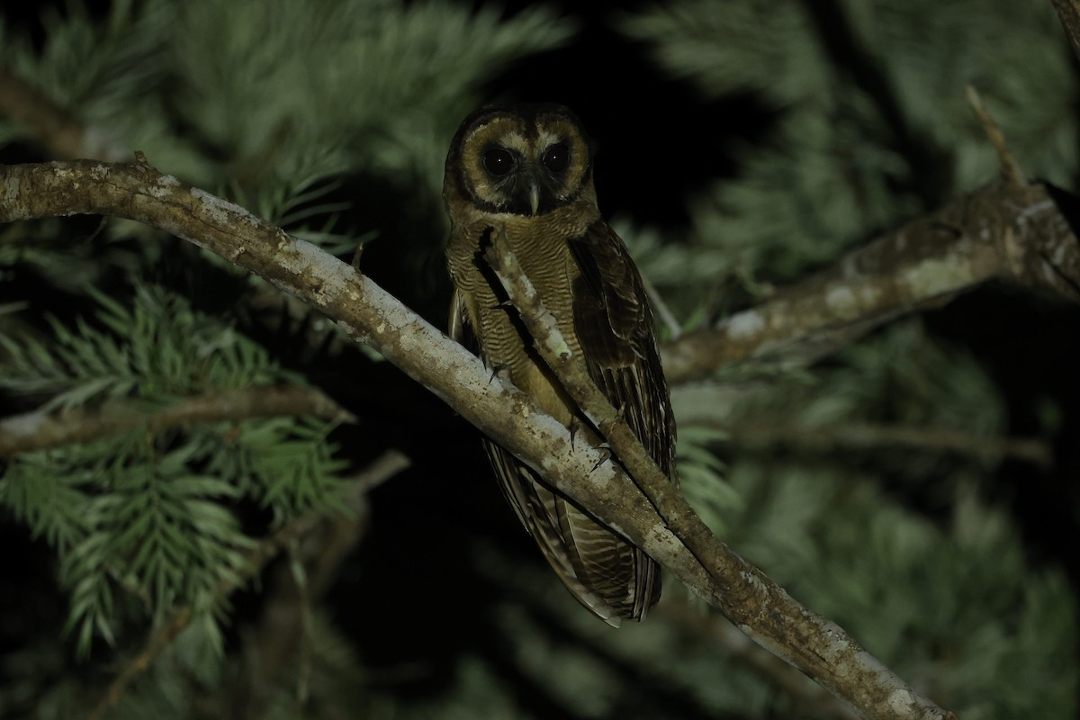 Brown Wood-Owl - ML618546159