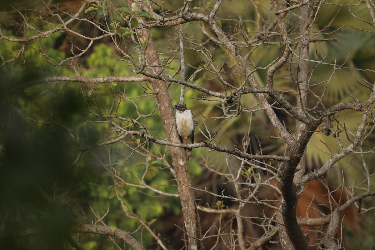 Crested Serpent-Eagle - ML618546206