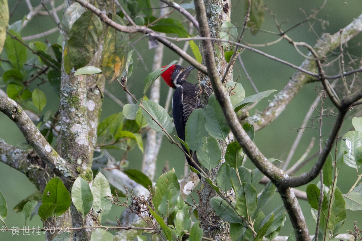 Lineated Woodpecker - Shigui Huang