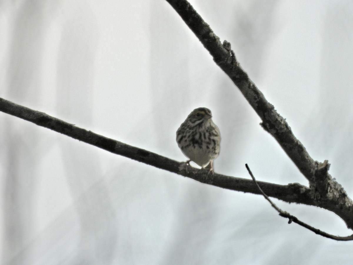 Savannah Sparrow - Anonymous