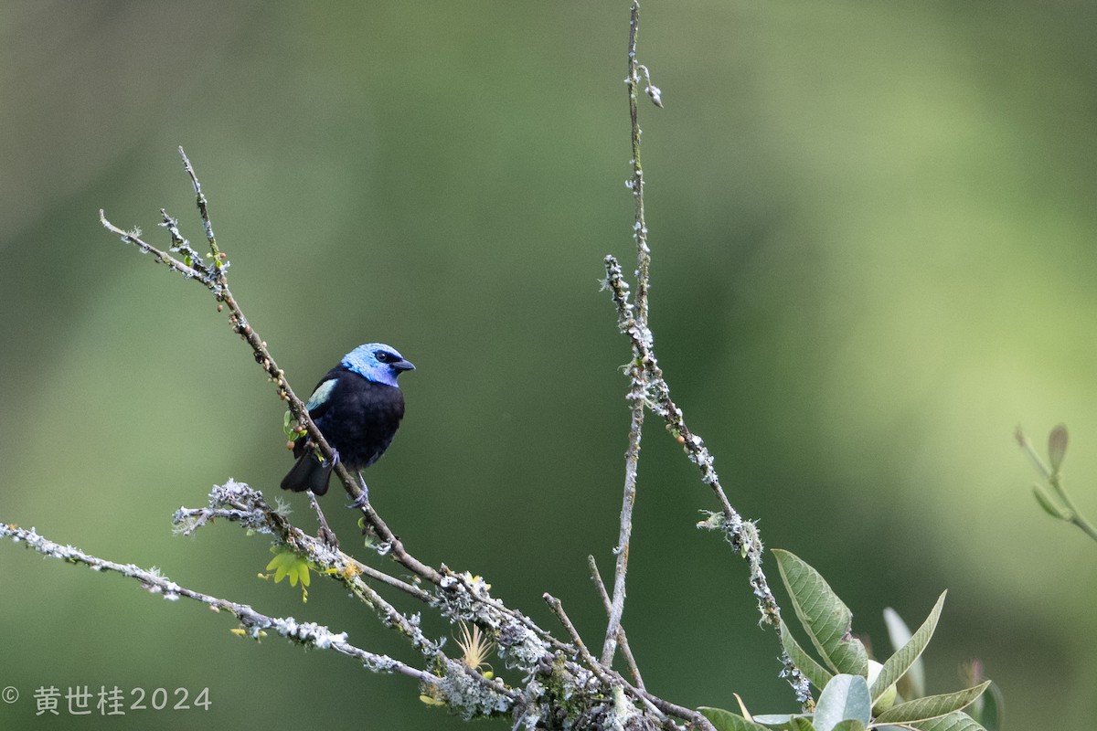 Blue-necked Tanager - ML618546234