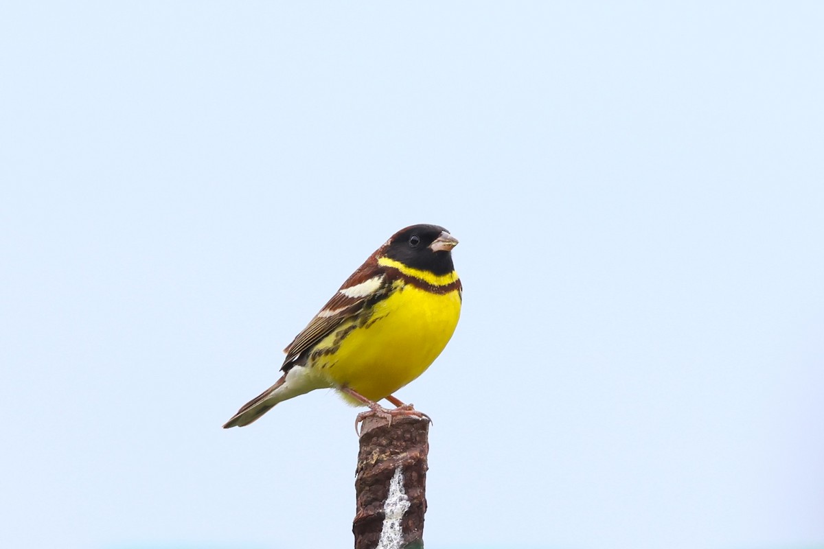 Yellow-breasted Bunting - ML618546261