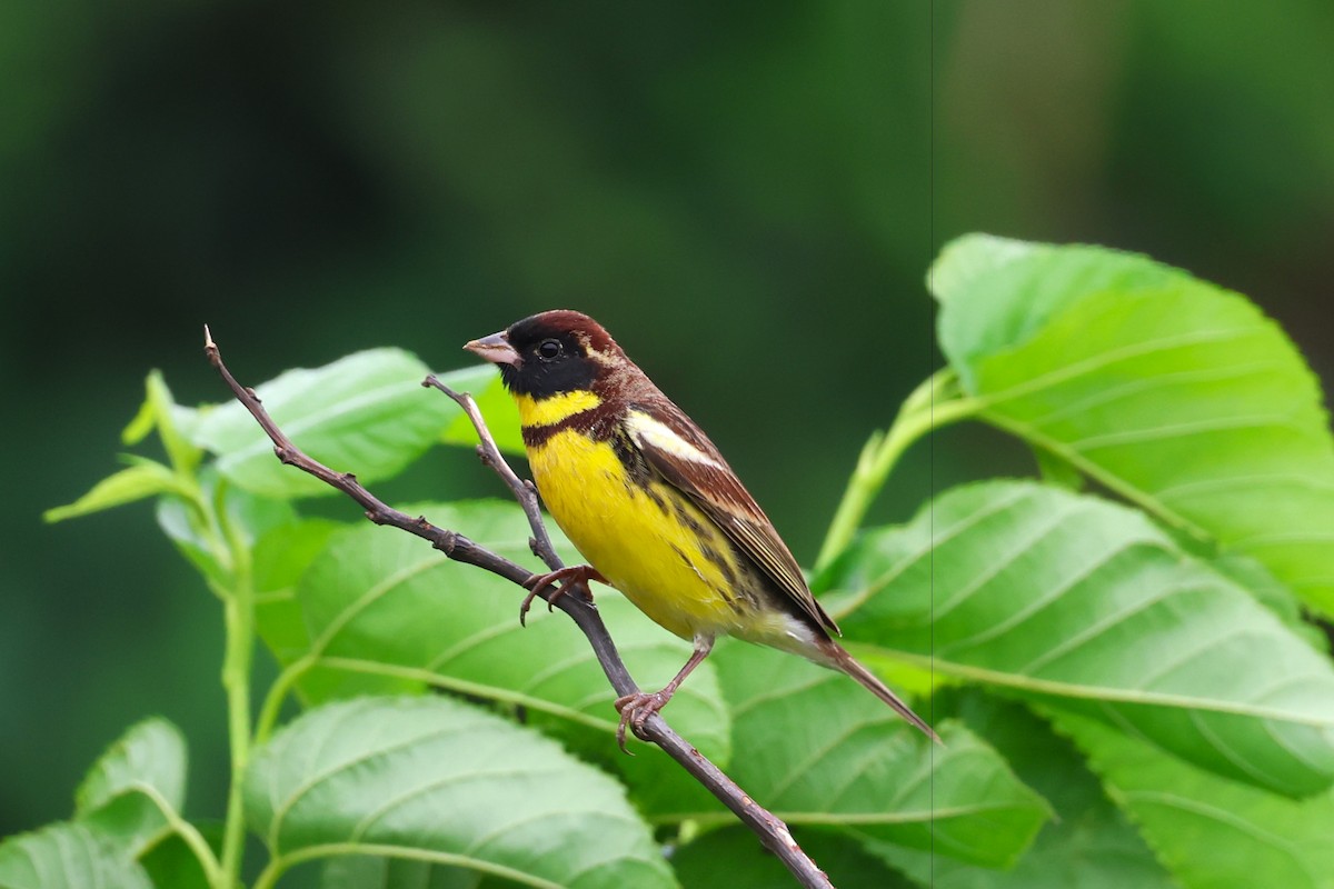 Yellow-breasted Bunting - ML618546262