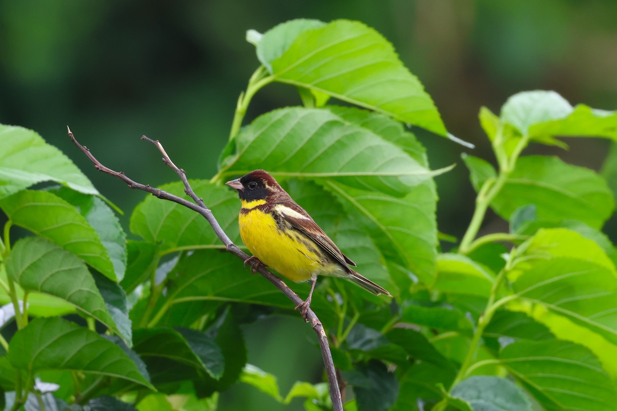 Yellow-breasted Bunting - ML618546263
