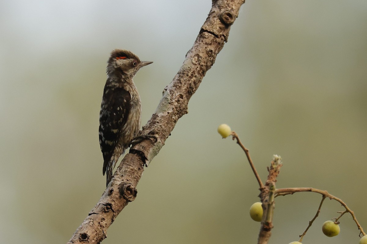 Brown-capped Pygmy Woodpecker - ML618546272